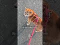 柴犬に毎日可愛いと 言い続けるとだいたいこうなる　【#478】 #柴犬 #柴犬との暮らし