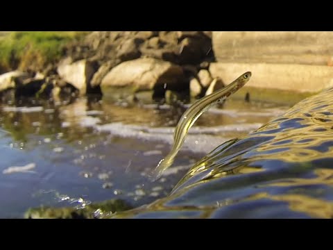 Native fish: Common