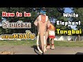 How to ช้างเผือกพลายทองใบ งานแห่เทียนเข้าพรรษา จ.สุรินทร์ elephant thailand