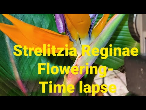 556#. Strelitzia Reginae flowering- time lapse