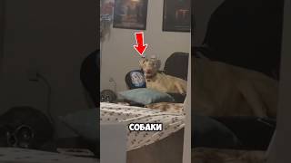 Топ собак с мощным укусом #шортс #животные #топ