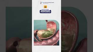 Segredos Do Estômago Revelados O Que Acontece Na Digestão?