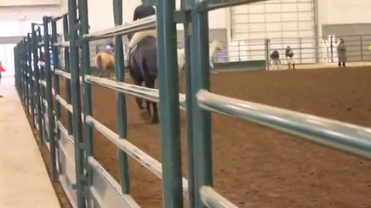 Bella in WWU horse show, Lynden WA 2016 YouTube