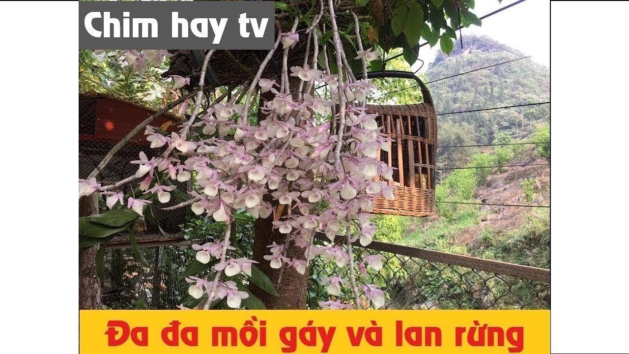 cà phê thanh đa 2022 New Cà phê sáng nghe đa đa gáy và ngắm lan rừng | Chim hay TV