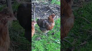 Moulting hens. they look pretty rough! #molting #pullets #hens #chickens #Backyardfarm