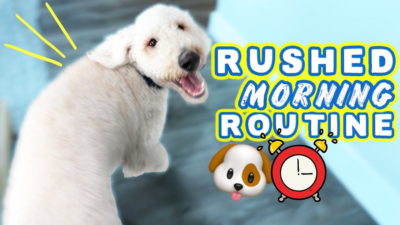 Getting Your Dog's Energy Out in 15 MINUTES!!! 🐶 Hyper Dog Morning Routine! - YouTube