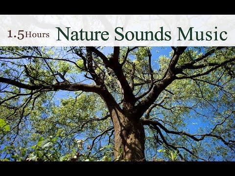 ★1.5 Hours★ 吳金黛的大自然音樂精選 / The Best Nature Sounds Music of Taiwan (By Wu Judy Chin-tai)