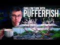 Creating a stunning 60f shallow planted tank with dwarf pufferfish