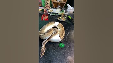 🐍 We started our #ballpython pairings today! I’ll keep you updated!🧪 #snakes #shorts #python #diy