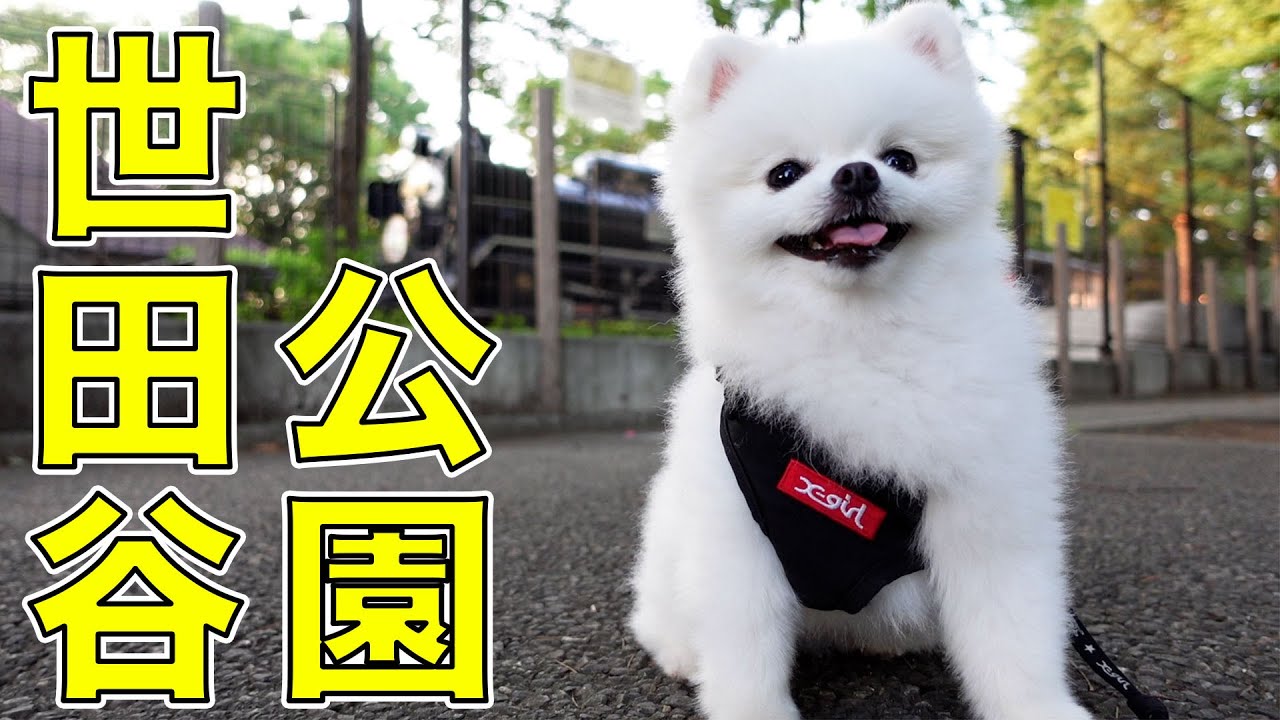 【東京散歩】世田谷公園を歩くポメラニアン