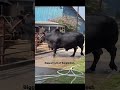 This bull is very stubborn #cow #bullfarm #animalfarming #agriculture #shortvideo #doyelagro