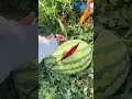watermelon #youtubeshorts #shorts #youtuber ##reels #trending #instagram #youtubers #viral #tiktok