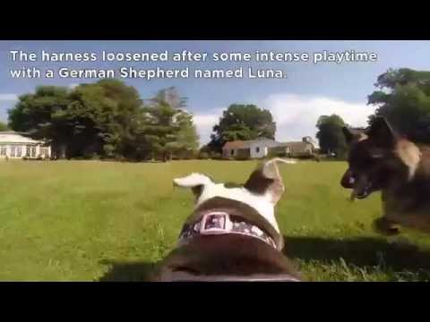 GoPro Fetch Harness: a Vetstreet Video Review