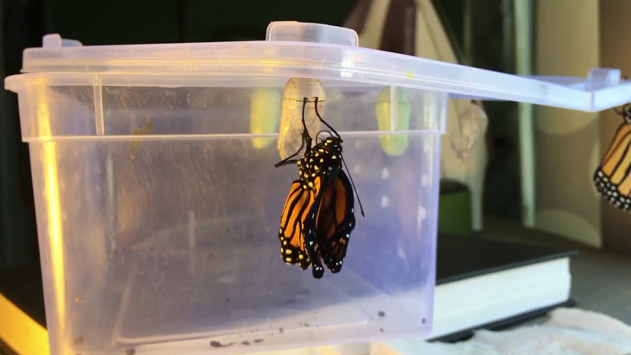 Monarch Butterfly emerging from a chrysalis . YouTube
