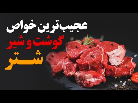 عجیب ترین خواص گوشت و شیر شتر