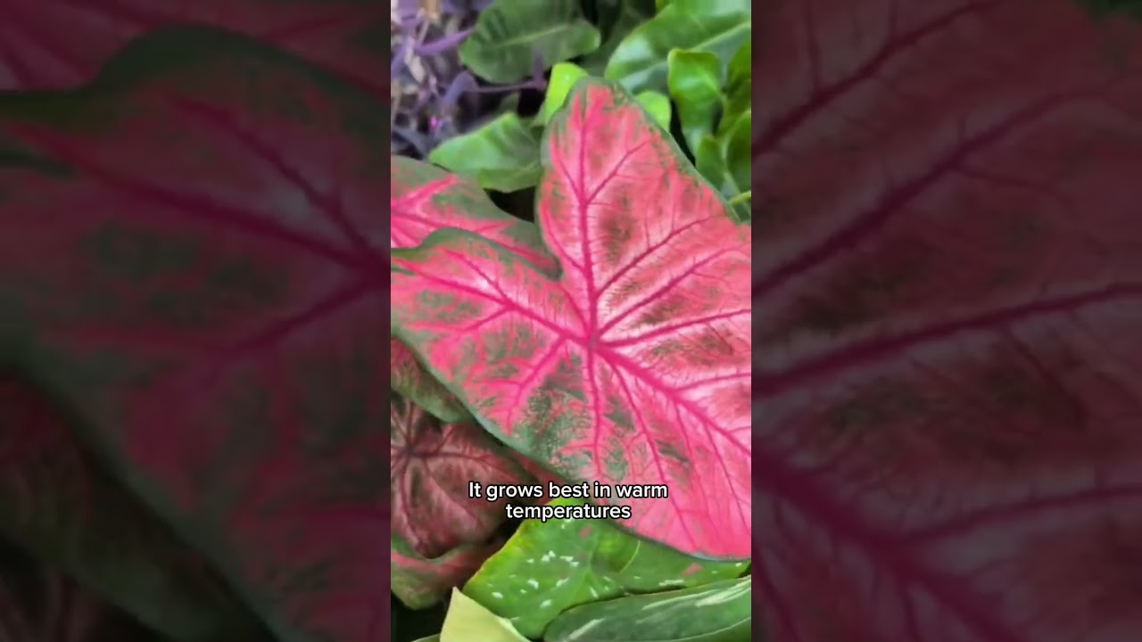 plant is a Syngonium podophyllum,