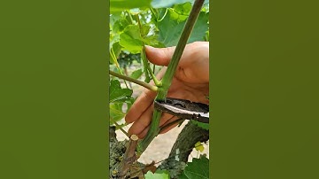 How prune grapes🍇tree #farming#pruning#agriculture#satisfying