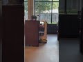 Mesero robot