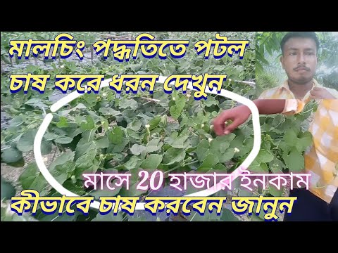 মালচিং পদ্ধতিতে পটল চাষ,Patal cultivation in Malchi method,পটল চাষ পদ্ধতি,potol cultivation,