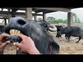 Aaj bohat bari pareshani aa gai 😢 | Farming vlog Pakistan|farming secrets 👇🏻
