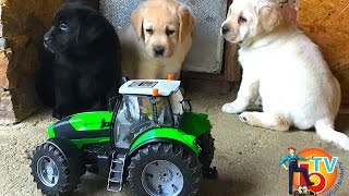 BRUDER Toys Traktor vs.  puppy Dog