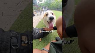 Sammy is one of me and Grims fav park buddies 🥹 #dog #dogvideo #DogTraining #dogs #dogvideos