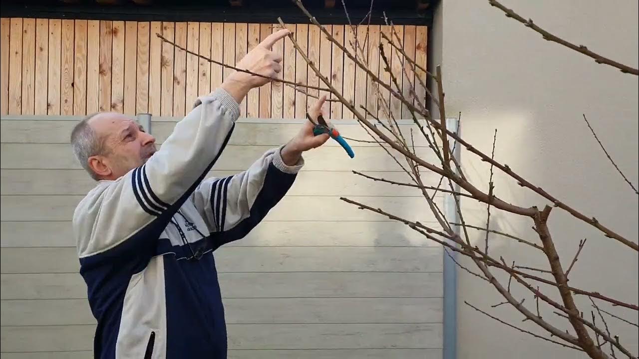 Резитба на праскова Редхейвън на 4 години. - YouTube