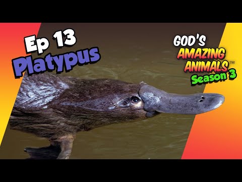 Fun Facts about the Platypus🦆🐾 - God's Amazing Animals (S3 Ep13)