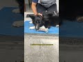 Segredo para adaptar o cachorro a qualquer situao