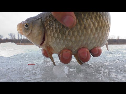 Рыбалка   Ловля карася зимой в январе. Ищем рыбу эхолотом без лунок My fishing