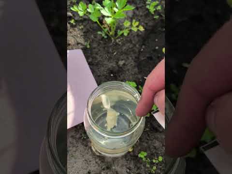 Как избавиться от МУРАВЬЕВ РАЗ И НАВСЕГДА 🐜 #советы #советыотпалыча #лайфхаки