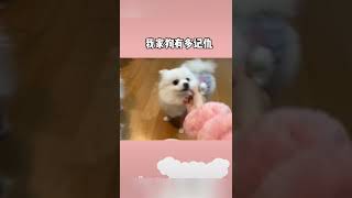 AWW SO FUNNY Super Dogs Reaction Videos#shorts #viral