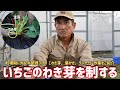 【いちご栽培】わき芽取りのご紹介！