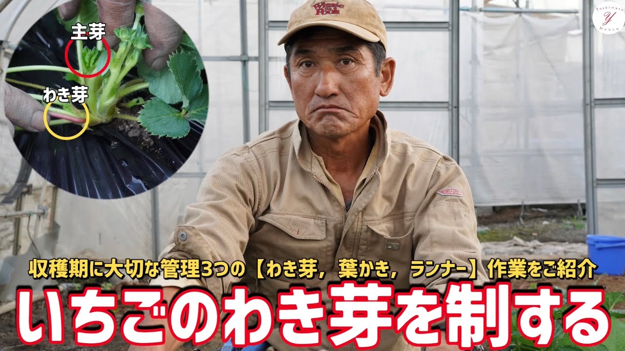 【いちご栽培】わき芽取りのご紹介！