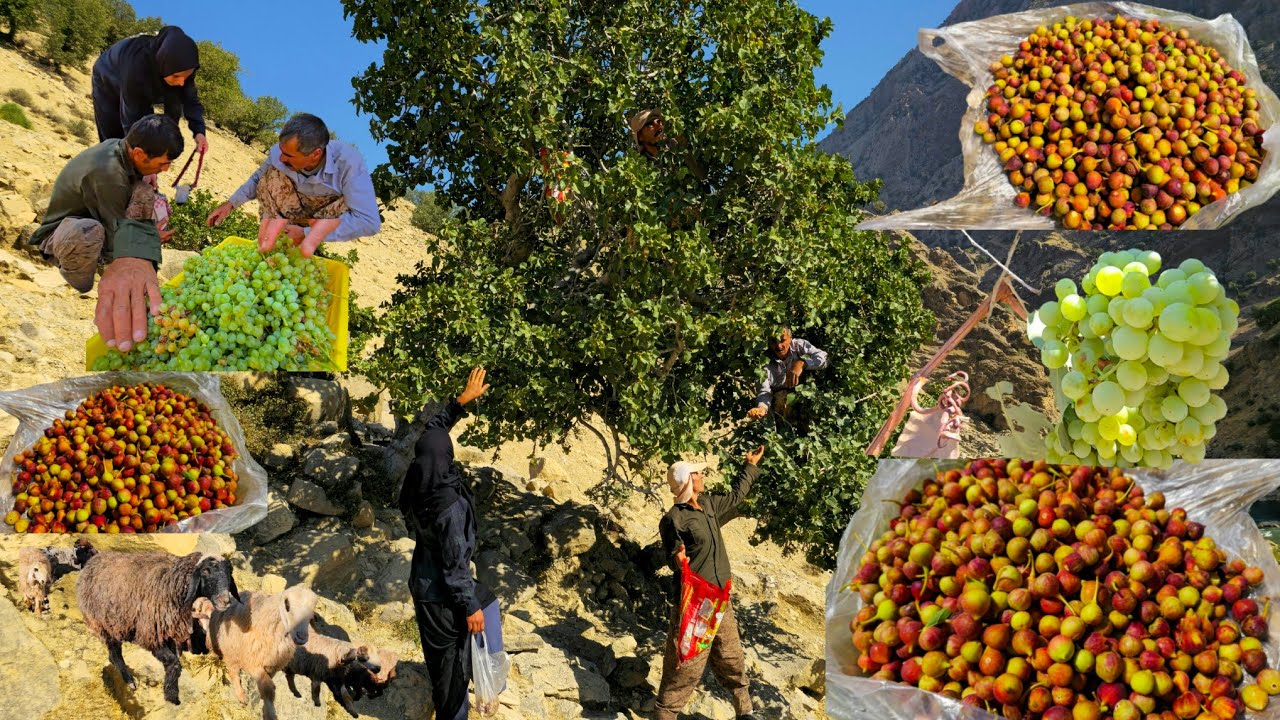 Летнее приключение кочевников🌄: Кочевая жизнь у реки Херсан🌊 | Сбор фруктов в кочевом саду🍇