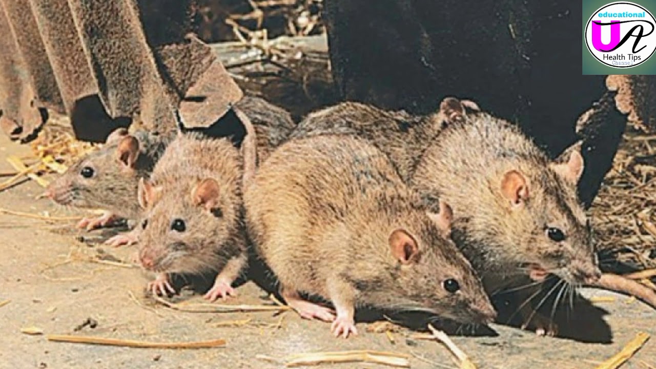 नेपालमा Scrub Typhus को माहामारी