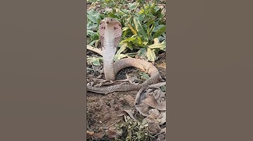 Không dùng tay không đào bới bắt rắn #cobrasnake #viralvideo #animals #cobra #snake