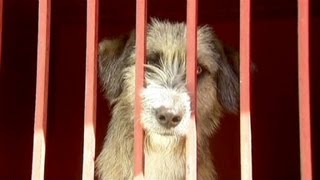 Wild dogs blamed for Mexico City killings