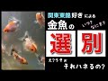 【関東東錦】金魚 選別タイミングとハネる理由  When and why to sort goldfish