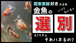 【関東東錦】金魚 選別タイミングとハネる理由  When and why to sort goldfish