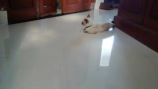 When my siamese cat just want to sleeping rather than eating 😹😻 by Siam Cat Fam 16 views 2 years ago 16 seconds