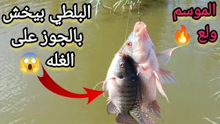 هـ ـجـ ـوم البلطي الكبير بشراسه على دور الغله 😱😱 بيخش بالجوز على الغله