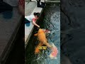 Por que existem peixes nos canais do Japão 🐟 #curiosidades