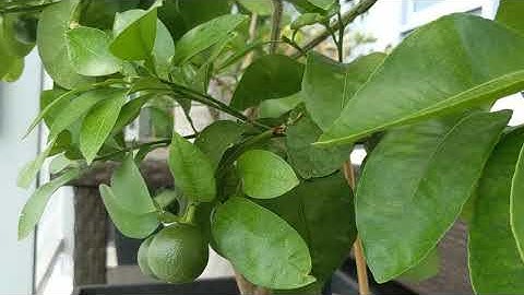 Growing a Grapefruit Tree in a Container (Part 2) The fruits have arrived!