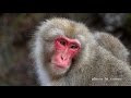 Snow Monkey 地獄谷野猿公苑・4K撮影 の動画、YouTube動画。