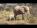 Young elephant calf gets kicked repeatedly by big sister after trying to suckle