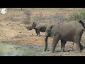 The Jabulani Elephants Chase Away Rhino &amp; Buffalo | &amp; Other Ranger Sightings
