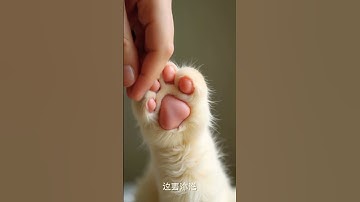 #0209  #mochipimplepopping #pimplepopper #visualasmr #mochicatspaw #oddlysatisfying #satisfying