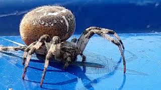 Паук - Крестовик  (лат.  Araneus)