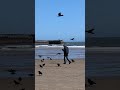 Man on the Beach Feeding the Birds